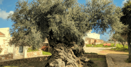 The oldest olive tree in the World