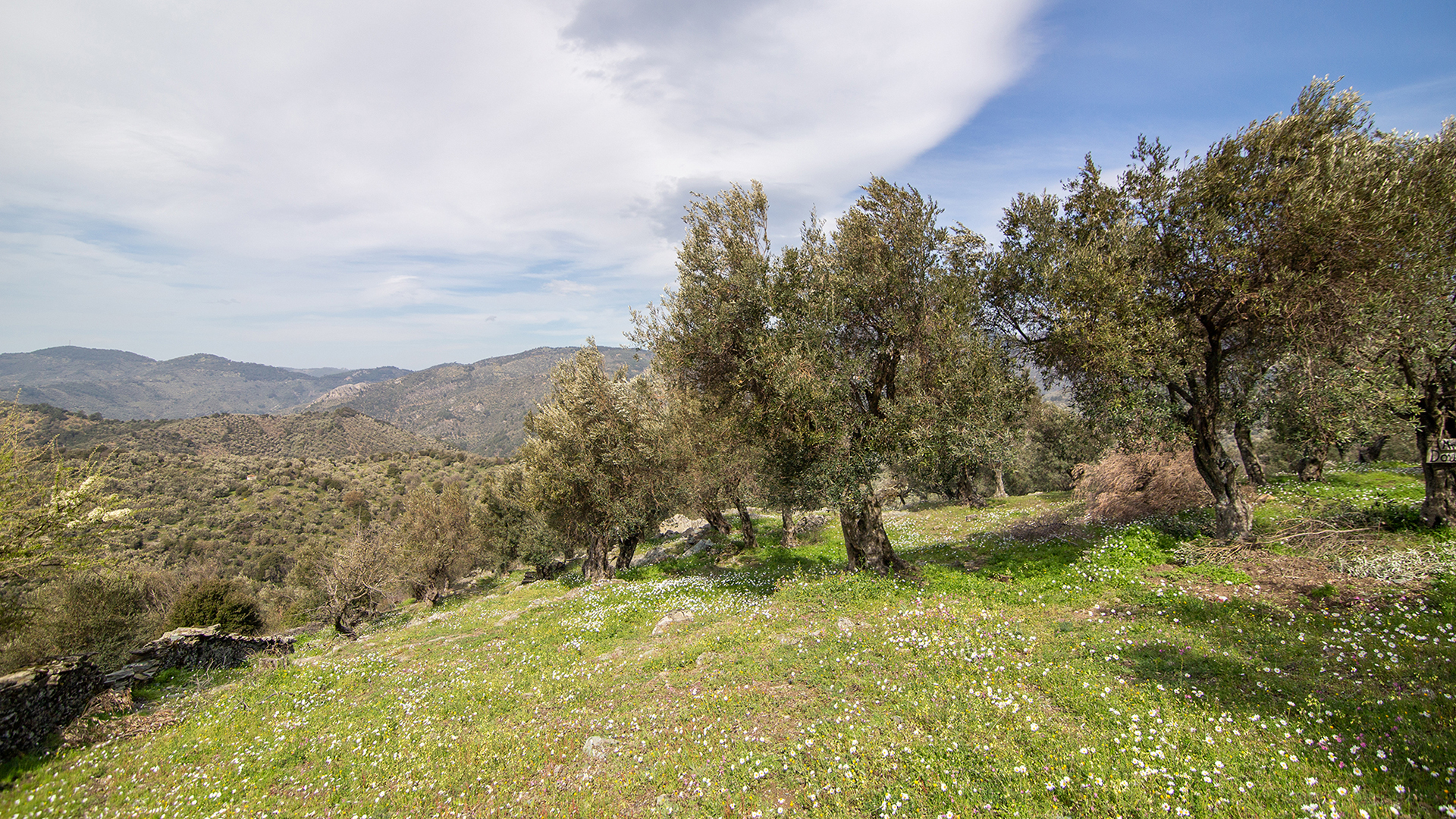 Olive Farm in Lesvos