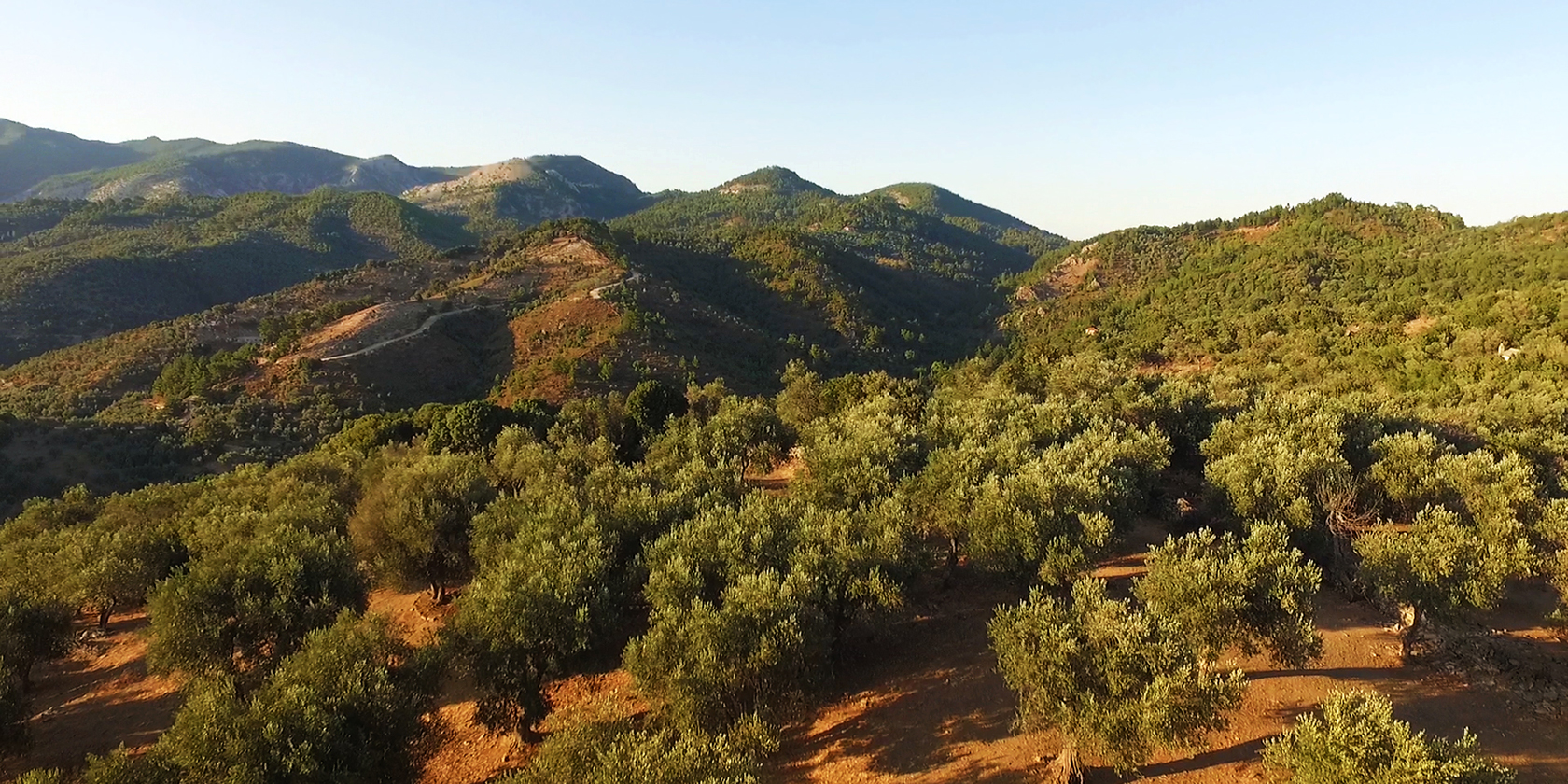 Olive Groves in Lesvos